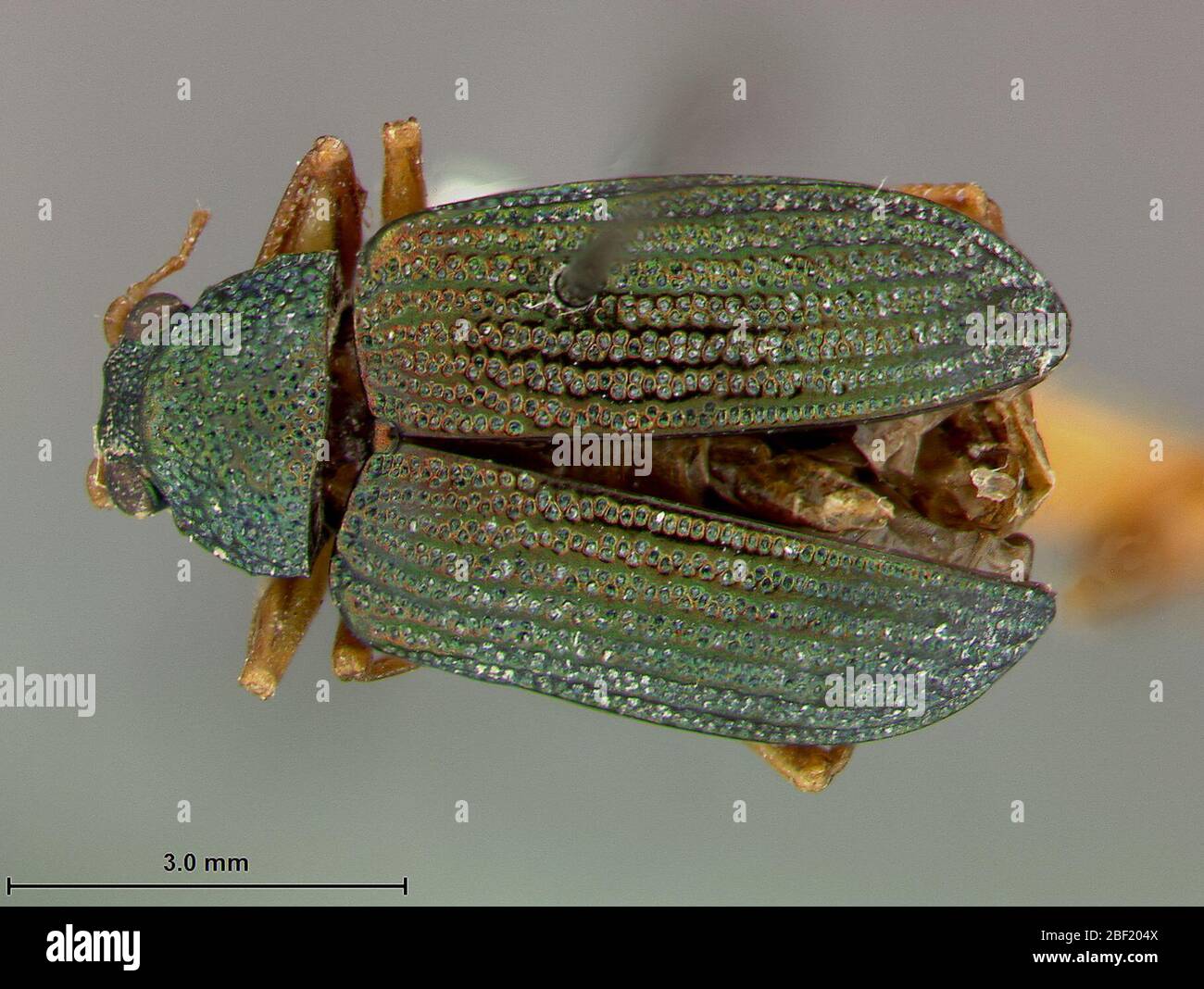 Colaspis chacoensis. Etichetta: Dono di F.C. La dissezione Bowditch incollata al numero del tipo originale del punto potrebbe essere 75293 Nome manoscritta 2 Mar 20171 Foto Stock