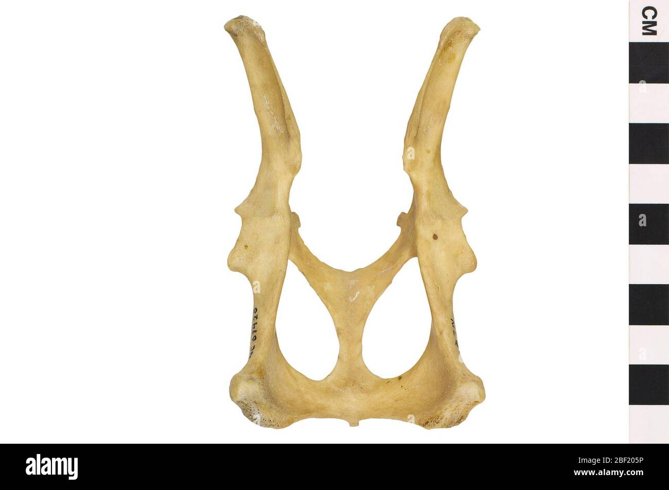 Rufous RatKangaroo. Questo oggetto fa parte della collezione Education and Outreach, alcuni dei quali sono nel centro di formazione scientifica Q?rius e disponibili per See.Skull114 gennaio 2020 Foto Stock