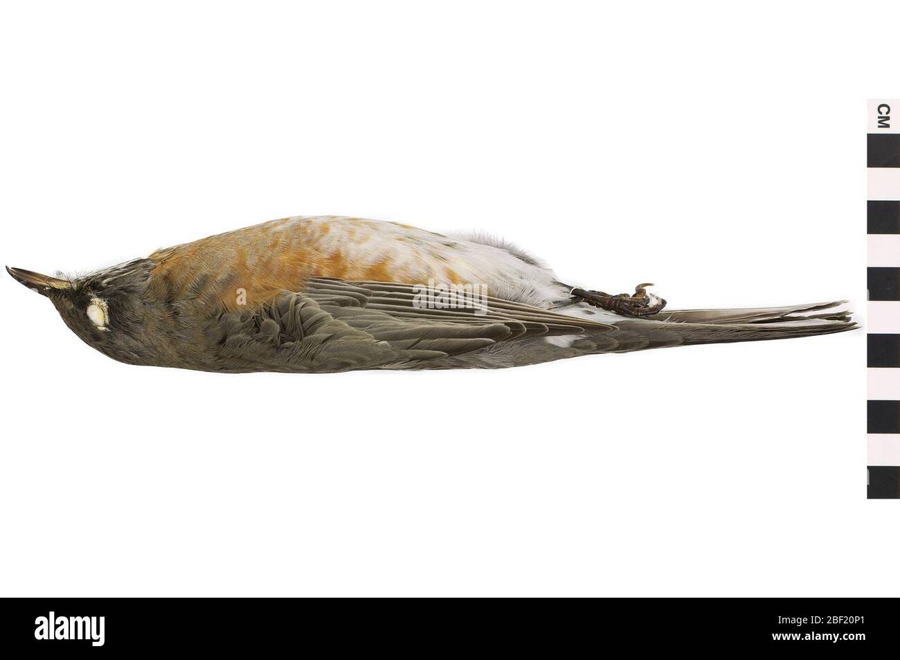 Robin americano Robin. Questo oggetto fa parte della collezione Education and Outreach, alcuni dei quali sono nel centro di formazione scientifica Q?rius e disponibili per See.Skin & skull114 gennaio 2020 Foto Stock Robin americano Robin. Questo oggetto fa parte della collezione Education and Outreach, alcuni dei quali sono nel centro di formazione scientifica Q?rius e disponibili per See.Skin & skull114 gennaio 2020 Foto Stock