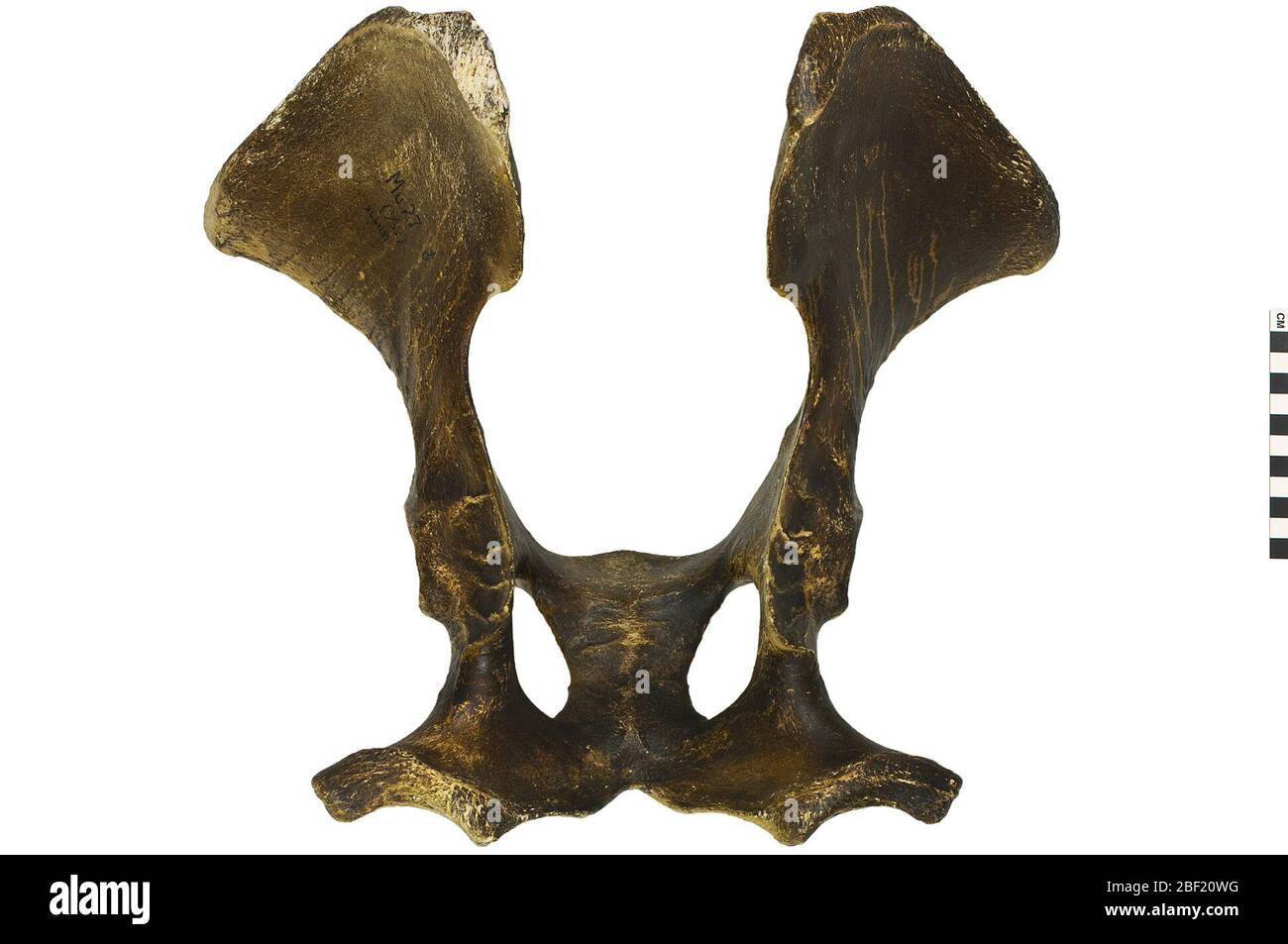 Cammello di Bactrio. Questo oggetto fa parte della collezione Education and Outreach, alcuni dei quali sono nel centro di formazione scientifica Q?rius e disponibili per vedere.questo esemplare è composto da un bacino, scapola, humerus, vertebra lombare, vertebra toracica, costole, femore, raggio & ulna e metacarpi.114 Foto Stock