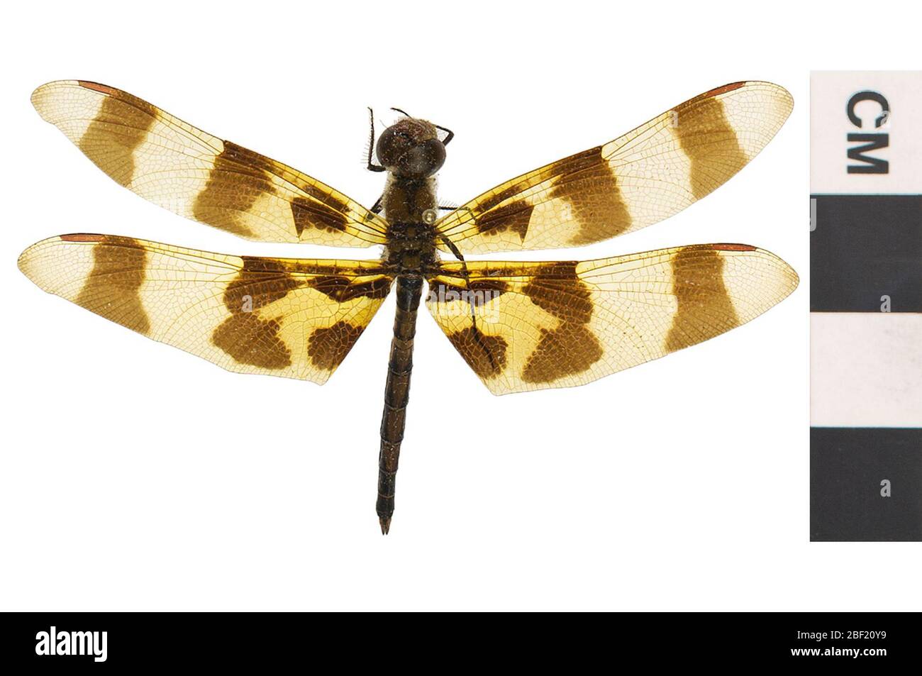 Halloween Pennant Skimmer comune. Questo oggetto fa parte della collezione Education and Outreach, alcuni dei quali sono nel centro di formazione scientifica Q?rius e disponibili per vedere.114 gennaio 2020 Foto Stock