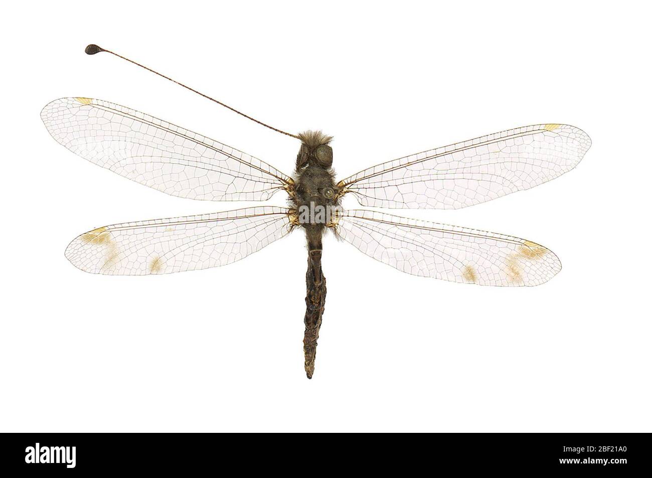 Owlfly con fourspotted. Questo oggetto fa parte della collezione Education and Outreach, alcuni dei quali sono nel centro di formazione scientifica Q?rius e disponibili per vedere.114 gennaio 2020 Foto Stock