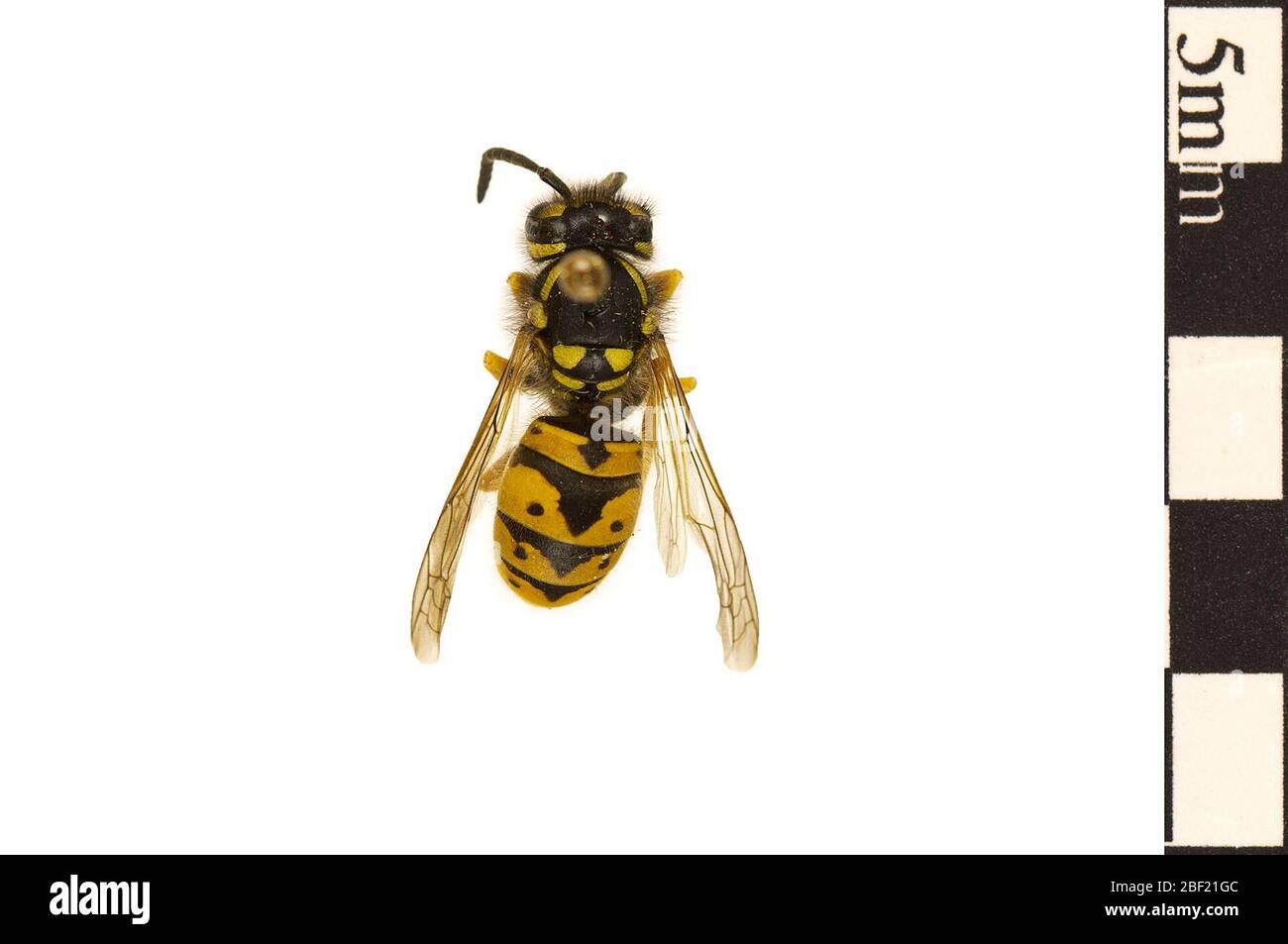 Tedesco Wasp. Questo oggetto fa parte della collezione Education and Outreach, alcuni dei quali sono nel centro di formazione scientifica Q?rius e disponibili per vedere.114 gennaio 2020 Foto Stock