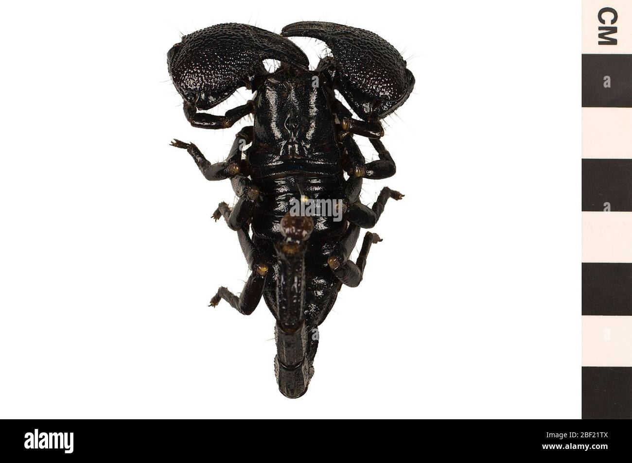 Scorpione Imperatore. Questo oggetto fa parte della collezione Education and Outreach, alcuni dei quali sono nel centro di formazione scientifica Q?rius e disponibili per vedere.114 gennaio 2020 Foto Stock