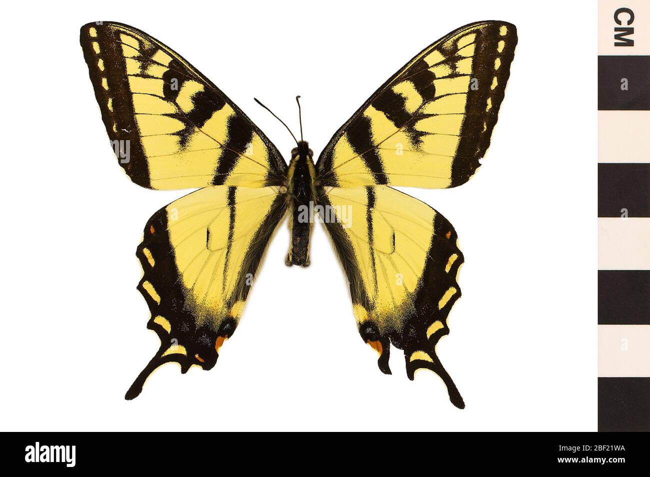 Tiger Swallowtail. Questo oggetto fa parte della collezione Education and Outreach, alcuni dei quali sono nel centro di formazione scientifica Q?rius e disponibili per vedere.114 gennaio 2020 Foto Stock