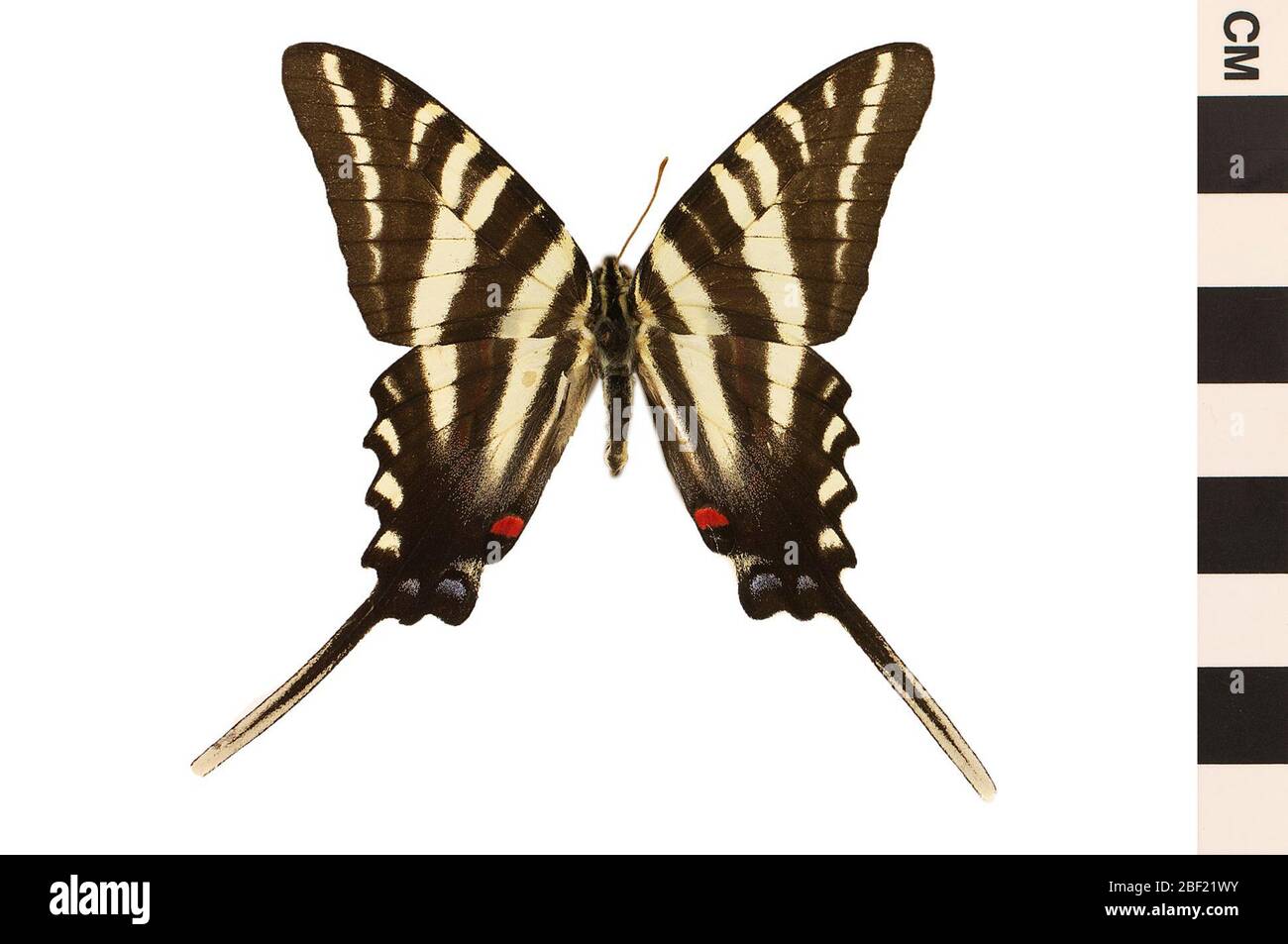 Zebra Swallowtail Zebra Swallowtail. Questo oggetto fa parte della collezione Education and Outreach, alcuni dei quali sono nel centro di formazione scientifica Q?rius e disponibili per vedere.114 gennaio 2020 Foto Stock