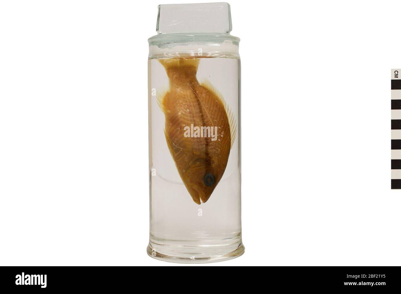 Bluehead. Questo oggetto fa parte della collezione Education and Outreach, alcuni dei quali sono nel centro di formazione scientifica Q?rius e disponibili per vedere.114 gennaio 2020 Foto Stock