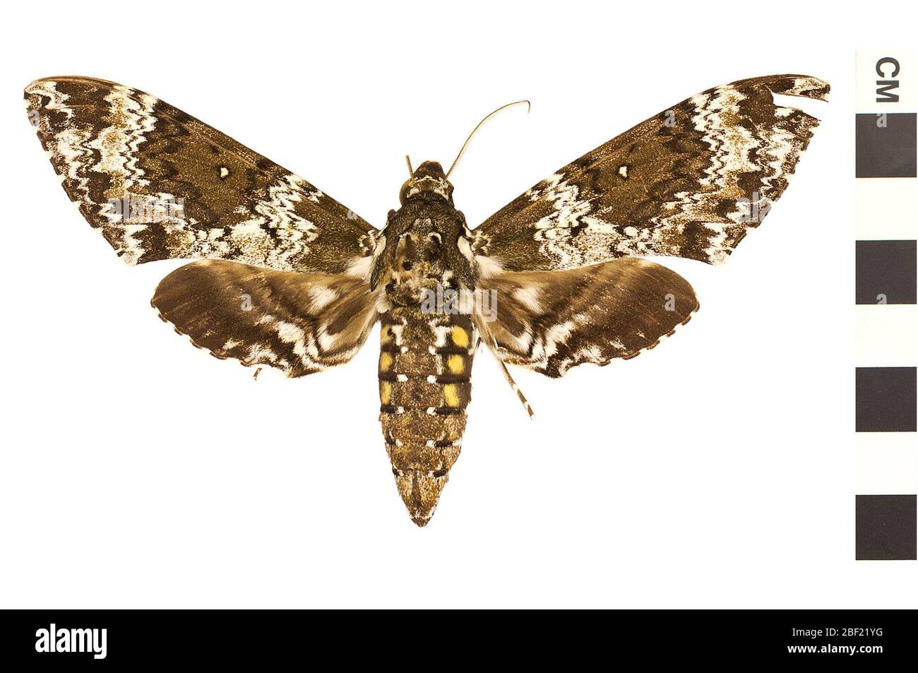 Hawk Moths. Questo oggetto fa parte della collezione Education and Outreach, alcuni dei quali sono nel centro di formazione scientifica Q?rius e disponibili per vedere.114 gennaio 2020 Foto Stock