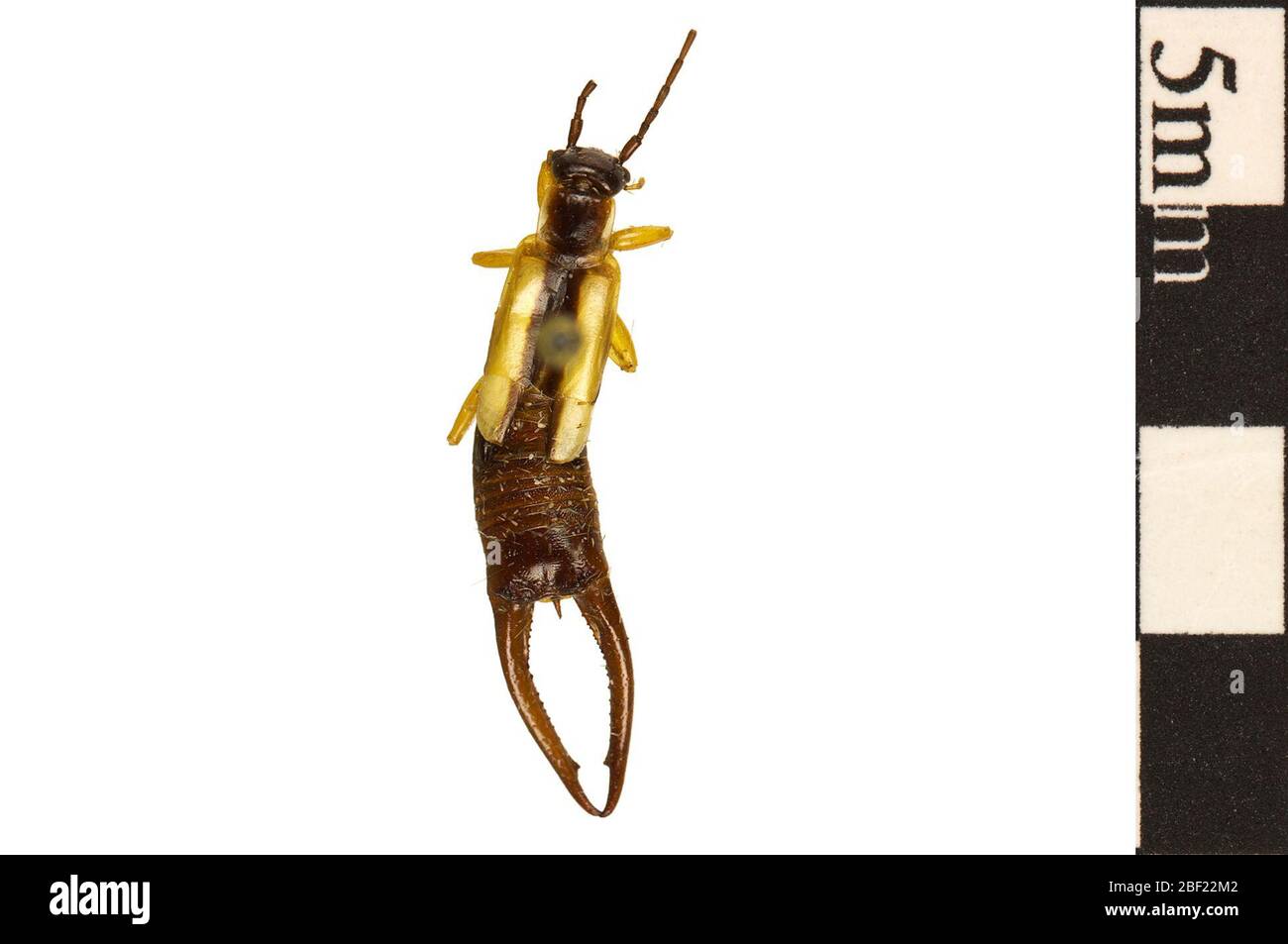 Earwig comune. Questo oggetto fa parte della collezione Education and Outreach, alcuni dei quali sono nel centro di formazione scientifica Q?rius e disponibili per vedere.114 gennaio 2020 Foto Stock