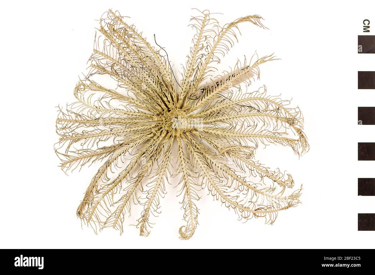 Stella piuma. Questo oggetto fa parte della collezione Education and Outreach, alcuni dei quali sono nel centro di formazione scientifica Q?rius e disponibili per vedere.114 gennaio 2020 Foto Stock