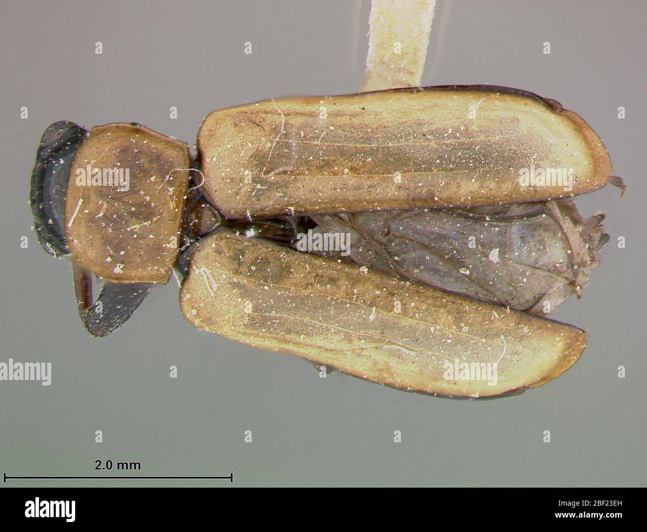 Luperodes californicus. Cotype - etichetta: Brooklyn Museum coll. 1929.2 Mar 20171 Foto Stock