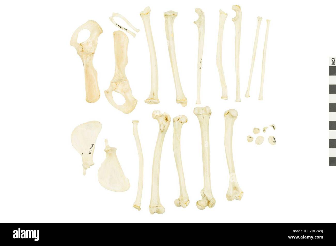 Scimmia cofano. Questo oggetto fa parte della collezione Education and Outreach, alcuni dei quali sono nel centro di formazione scientifica Q?rius e disponibili per vedere.114 gennaio 2020 Foto Stock