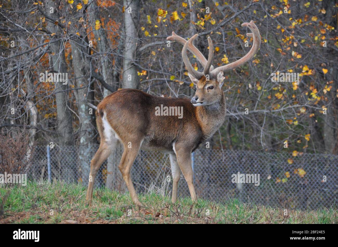 Elds Cervo. Specie: Eldii,genere: Rucervus,Famiglia: Cervidi,Ordine: Artiodactyla,Classe: Mammalia,Phylum: Chordata,Regno: Animalia,Julius,SCBI,reale frontale,cervo ELD,Cervo birmano-antolato,cervo,ungulato,ungulato,maschio Foto Stock