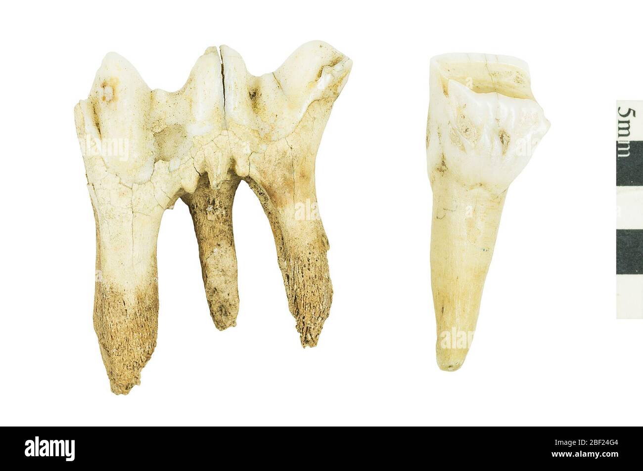 Bovid animale corno capra o pecora capra. Questo oggetto fa parte della collezione Education and Outreach, alcuni dei quali sono nel centro di formazione scientifica Q?rius e disponibili per See.Incesors514 gennaio 2020 Foto Stock