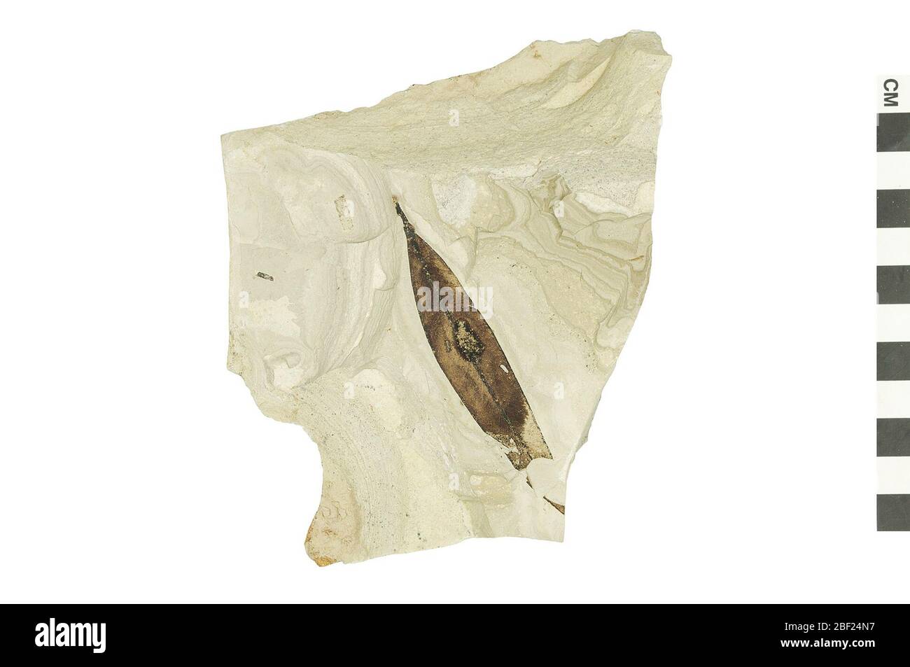 Dicotone fossile. Questo oggetto fa parte della collezione Educazione e sensibilizzazione, alcuni dei quali sono nel centro di formazione scientifica Q?rius e disponibili per See.Cenozoic - Paleogene - EoceneSezione di strati contenenti una foglia fossile che mostra la gallina e margine di alimentazione insetti danno.124 Luglio 2019Rive Verde Foto Stock