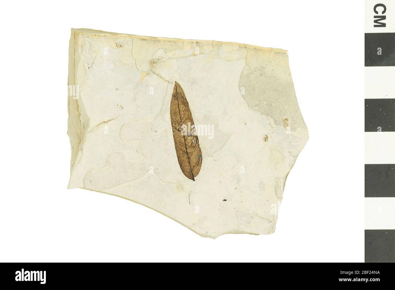 Dicotone fossile. Questo oggetto fa parte della collezione Educazione e sensibilizzazione, alcuni dei quali sono nel centro di educazione scientifica Q?rius e disponibili per See.Cenozoic - Paleogene - EoceneSection di strati contenenti una foglia fossile che mostra buco alimentare danno insetto.124 Luglio 2019Fiume Verde Foto Stock