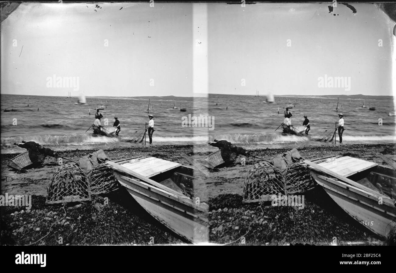 Pesca della Senna a Woods Hole Massachusetts. Pesca della Senna per la raccolta di esemplari per la Commissione del pesce degli Stati Uniti. C'è un vaso di aragosta in primo piano sulla spiaggia.Smithsonian Institution Archives, ACC. 11-006, riquadro 002, immagine n. Foto Stock