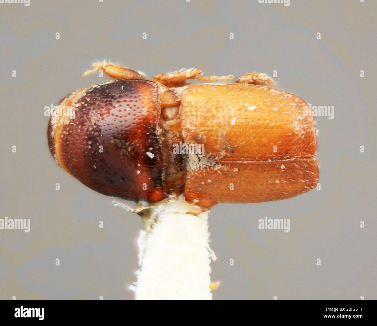 Scolytus torulus. FabaceaeLegume Tree20 Luglio 20171 Foto Stock