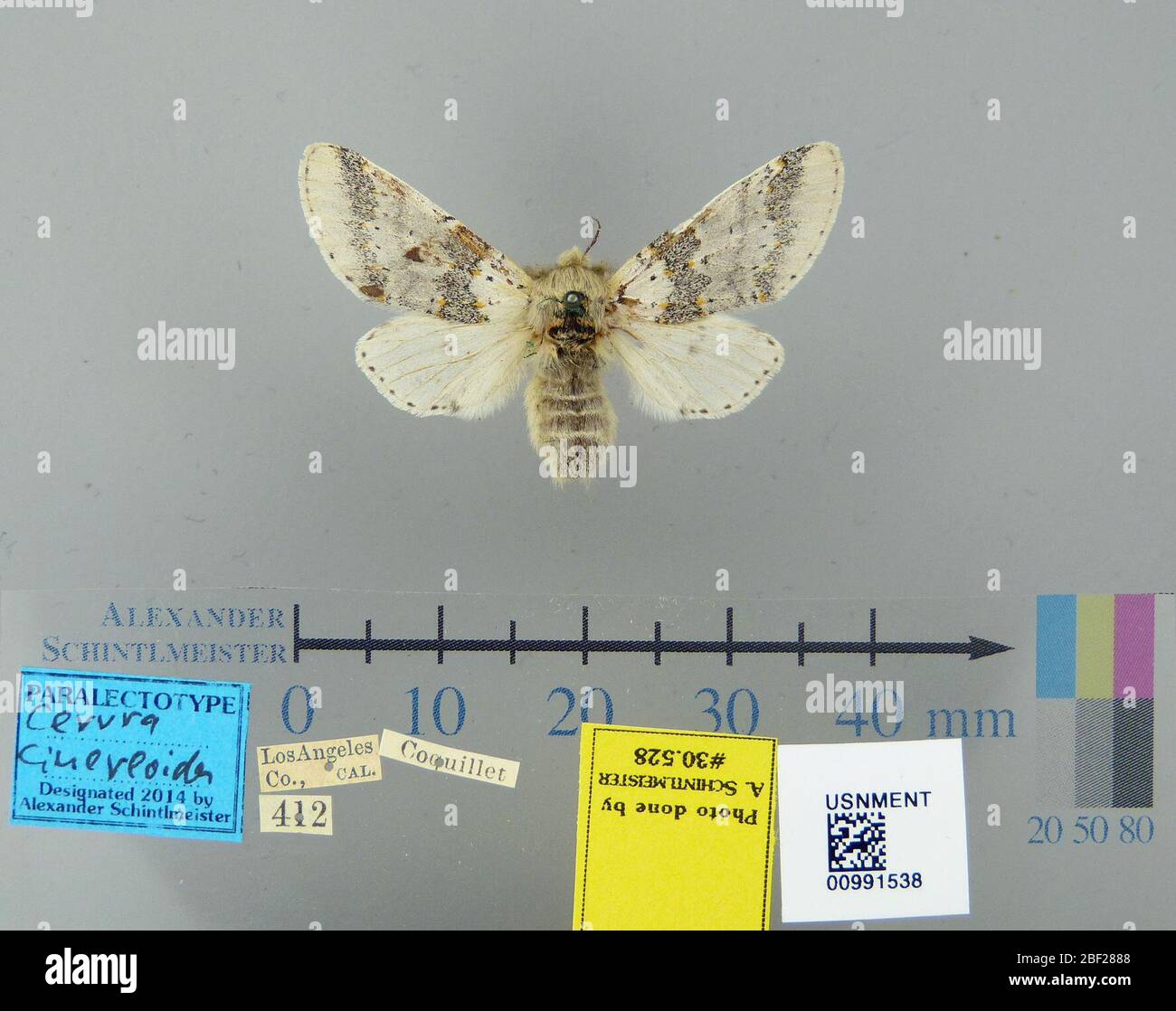 Cerura cinereoides. 26 ottobre 20171 Foto Stock