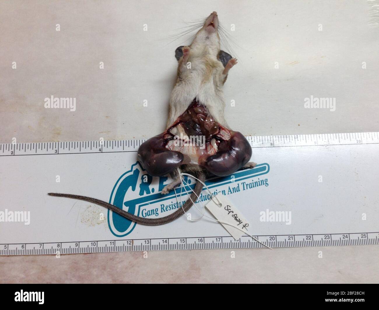 Acomys sp. Embrioni salvati in fluido.23 ago 20171 Foto Stock