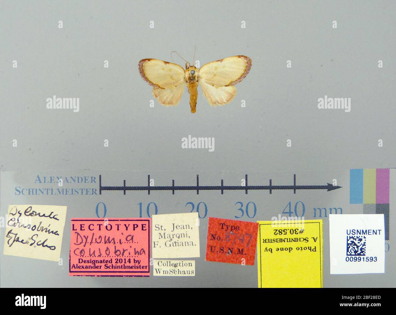 Dylomia consobrina. 26 ottobre 20171 Foto Stock