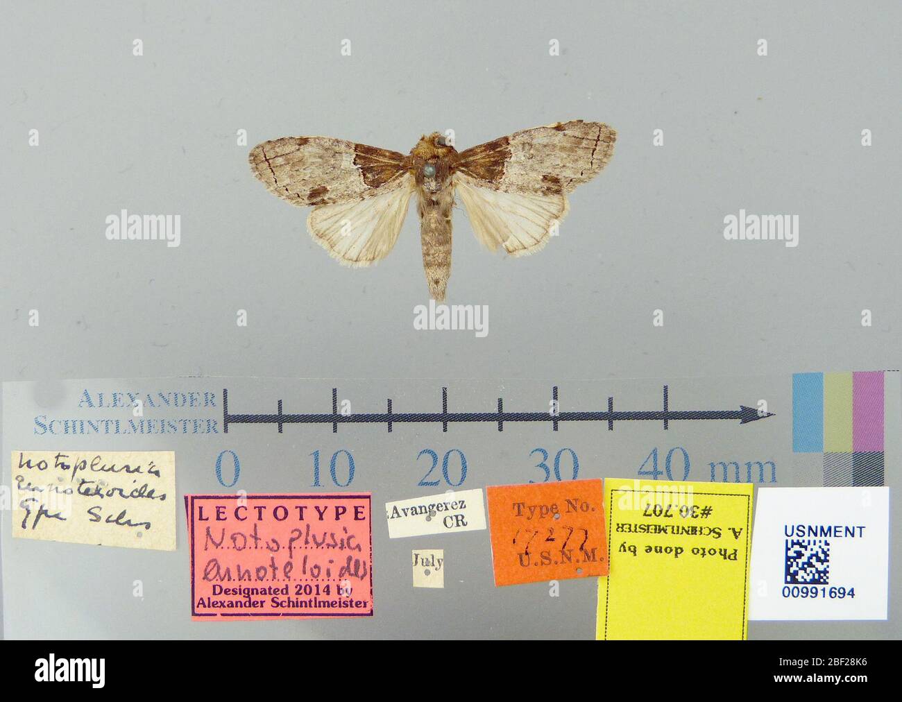 Notoplusia eunoteloides. 26 ottobre 20171 Foto Stock