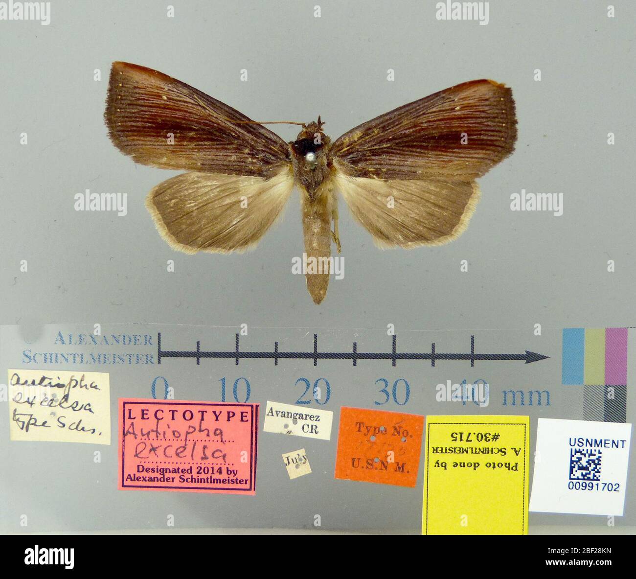 Antiofa excelsa. 26 ottobre 20171 Foto Stock