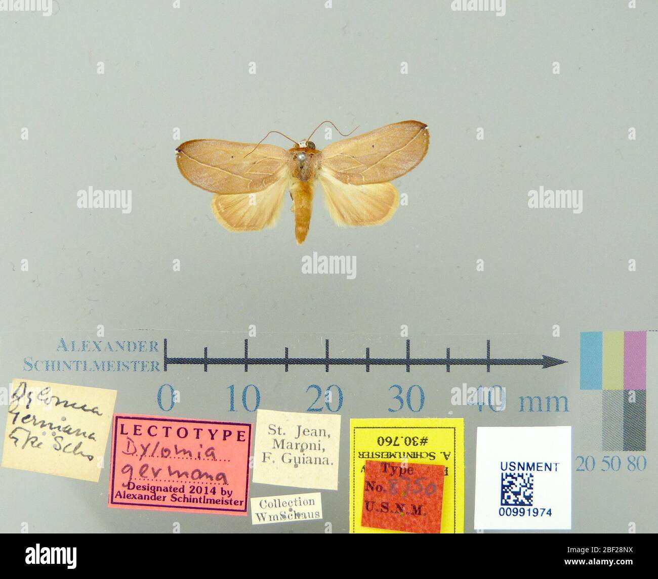 Dylomia germana. 26 ottobre 20171 Foto Stock