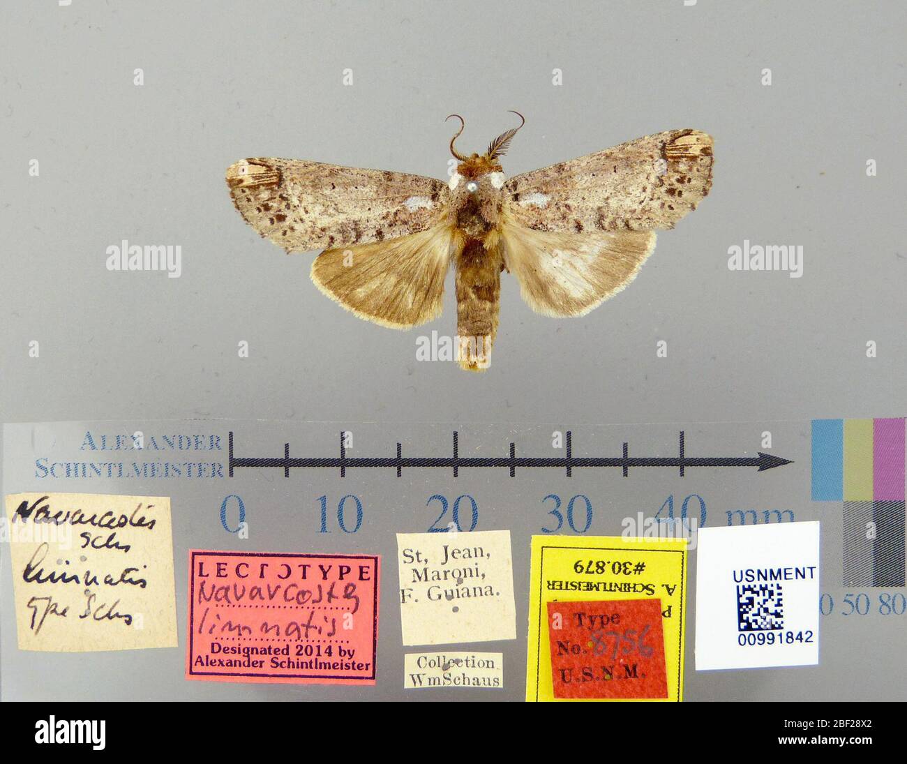 Novaracostes limnatis. 26 ottobre 20171 Foto Stock