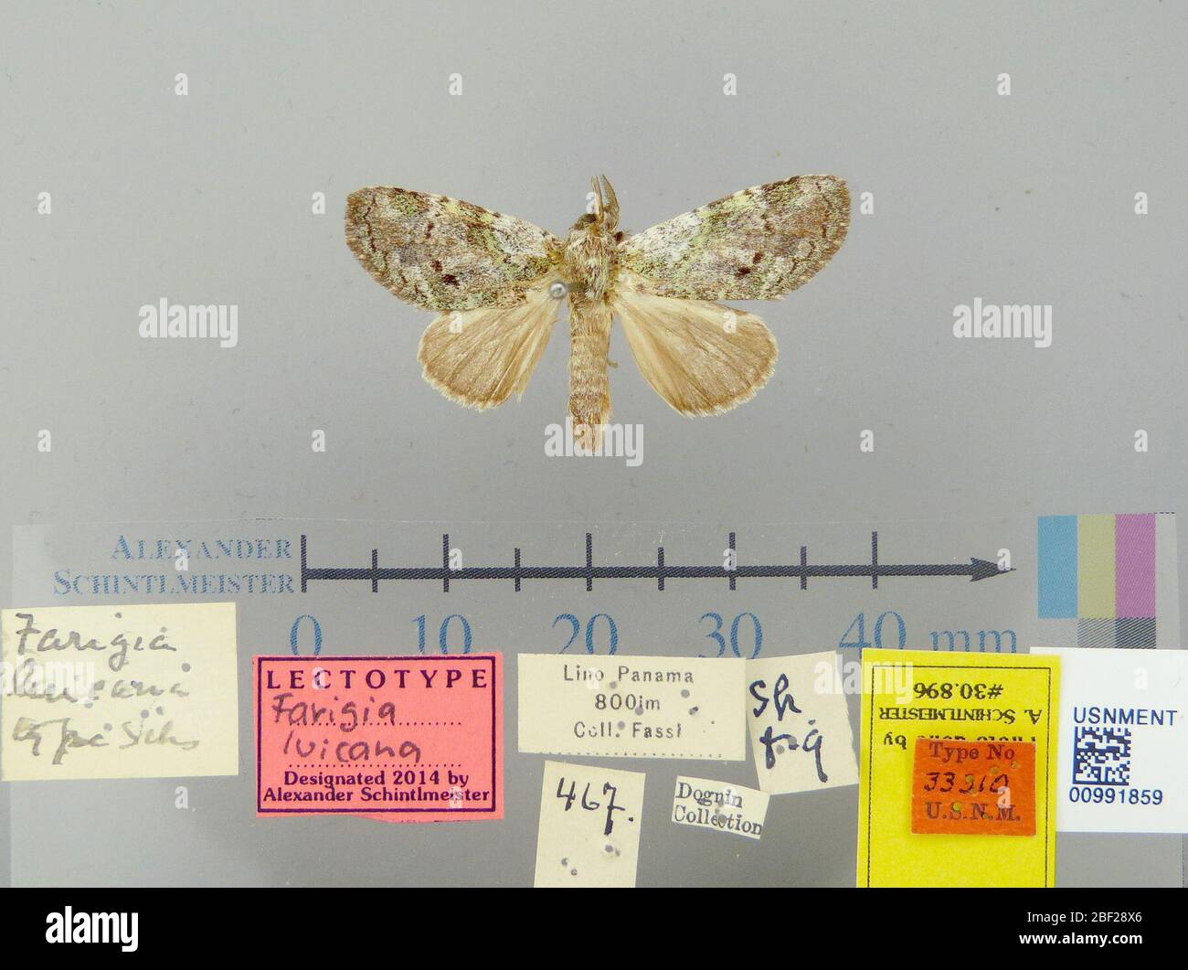 Fargia luicana. 26 ottobre 20171 Foto Stock