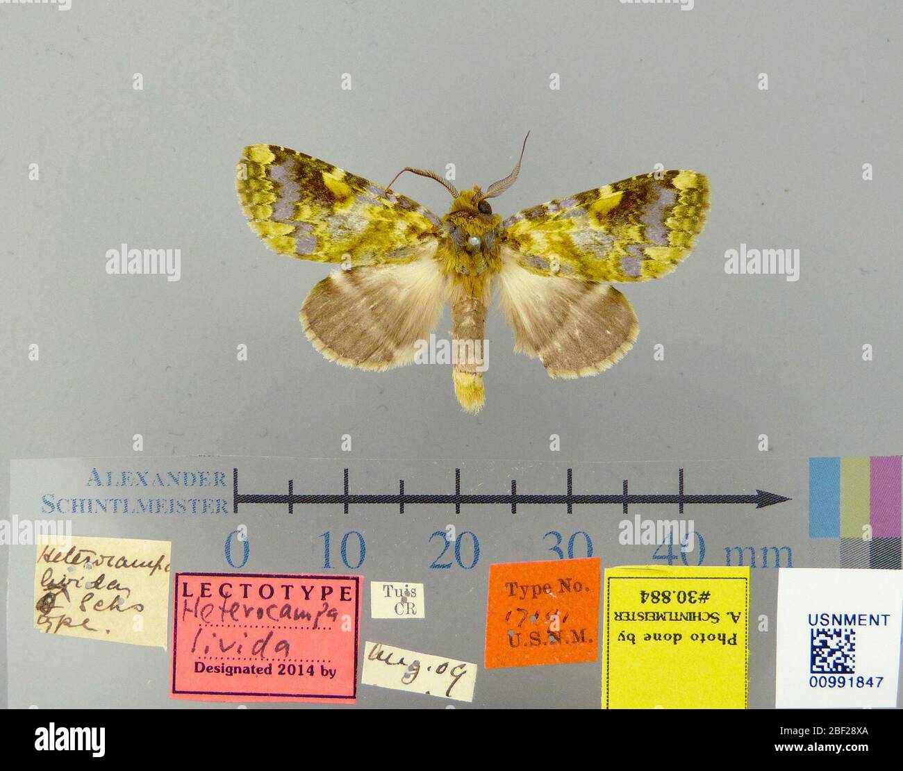 Heterocampa livida. 26 ottobre 20171 Foto Stock