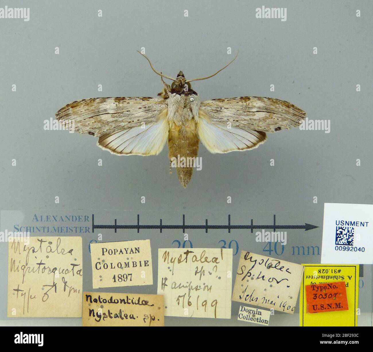 Nystalea nigritorquata. 19 ottobre 20171 Foto Stock