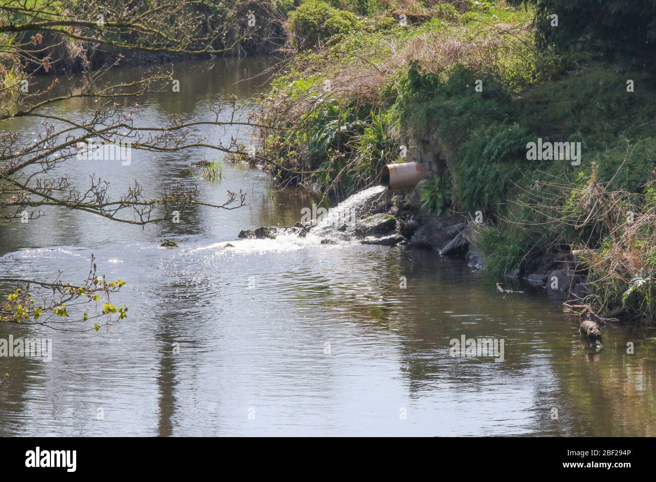 Le acque reflue provenienti da un impianto di lavorazione del latte fuoriescono dal tubo marrone di scarico in plastica industriale in un fiume di acqua dolce in Irlanda del Nord in primavera. Foto Stock
