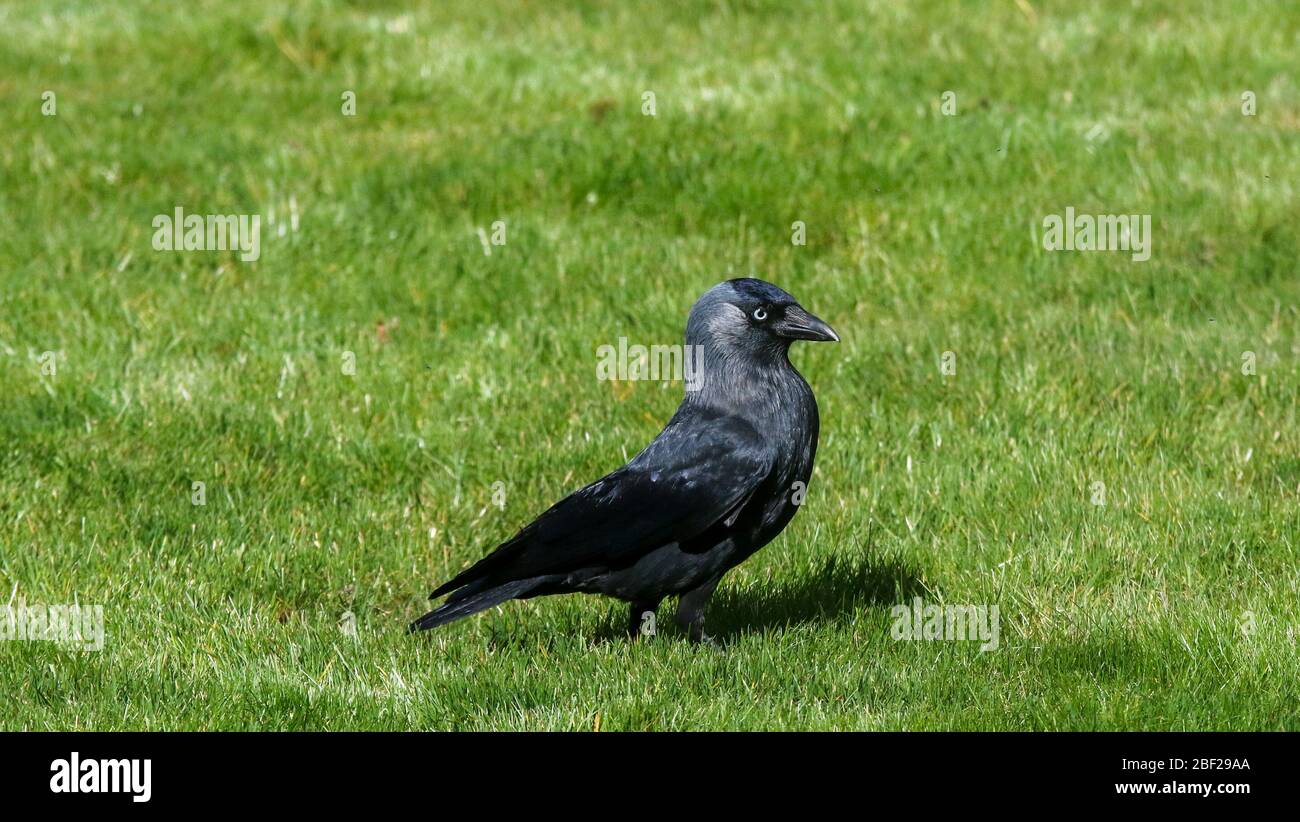 Corvus monidula, jackdaw in piedi in sole luminoso in una giornata di primavera su un prato verde giardino d'erba. Foto Stock