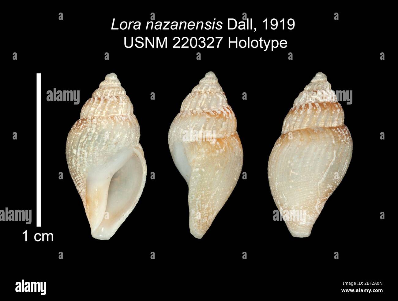 Lora nazanensis. 20 Jan 20161 Foto Stock Lora nazanensis. 20 Jan 20161 Foto Stock