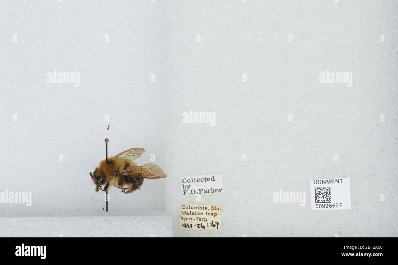 Bombus Pirobombus bimaculatus. Trascritta da volontari digitaliMalessere trap 7am-7am17 Apr 20171 Foto Stock