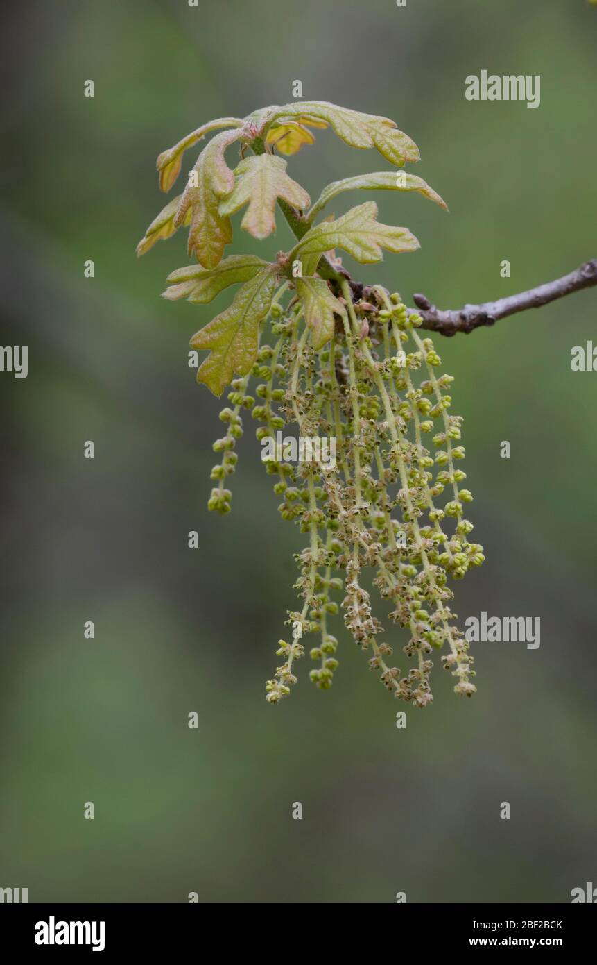 Post quercia, Quercus stellata, foglie e cetrioli apertura in primavera Foto Stock