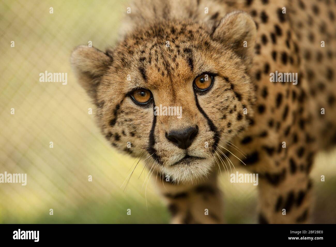 Ghepardo. Specie: Jubatus,genere: Acinonyx,Famiglia: Felidae,Ordine: Carnivora,Classe: Mammalia,Phylum: Chordata,Regno: Animalia,Front Royal,SCBI,Cheetah,Cat,cub,Young,Mother: Amani,Bakari Foto Stock Ghepardo. Specie: Jubatus,genere: Acinonyx,Famiglia: Felidae,Ordine: Carnivora,Classe: Mammalia,Phylum: Chordata,Regno: Animalia,Front Royal,SCBI,Cheetah,Cat,cub,Young,Mother: Amani,Bakari Foto Stock