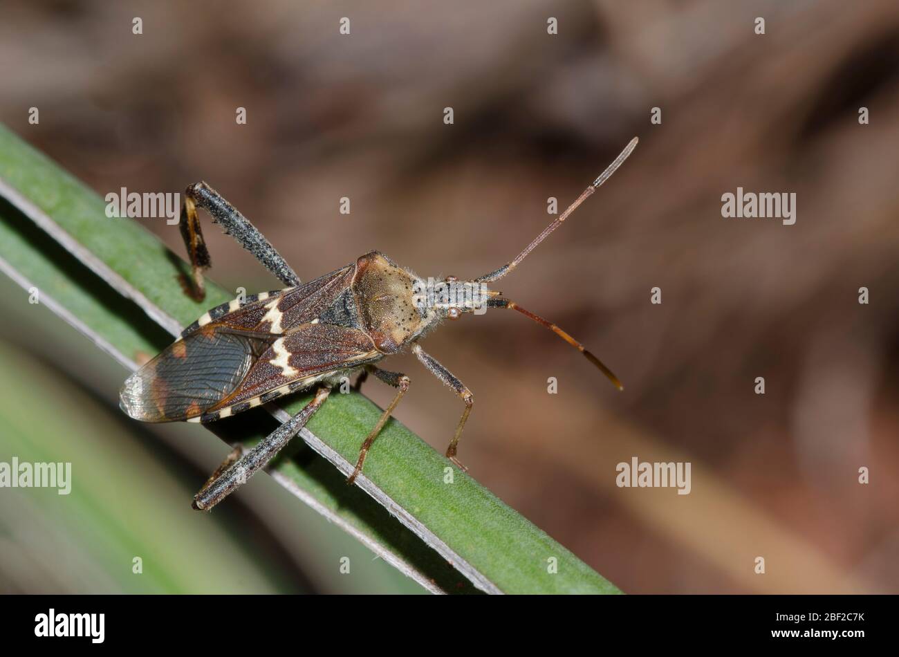 Western Leaf-footed Bug, Leptoglossus clypealis Foto Stock