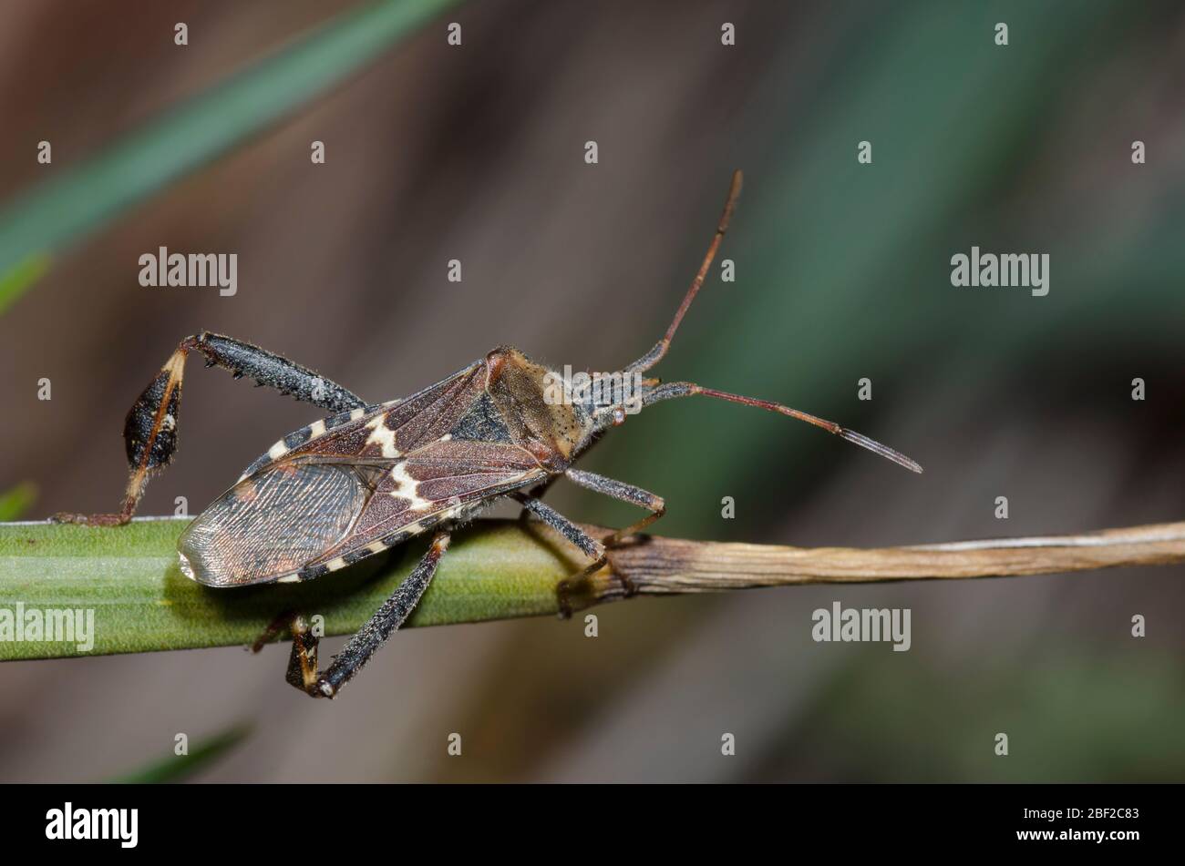 Western Leaf-footed Bug, Leptoglossus clypealis Foto Stock
