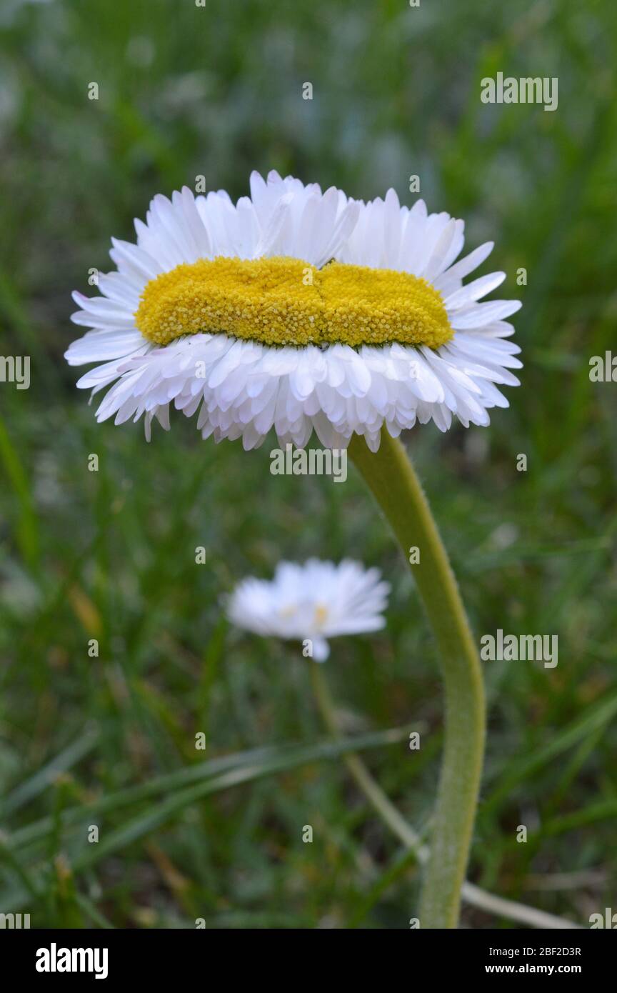 straordinaria quintupla daisy così ampia come normale Foto Stock
