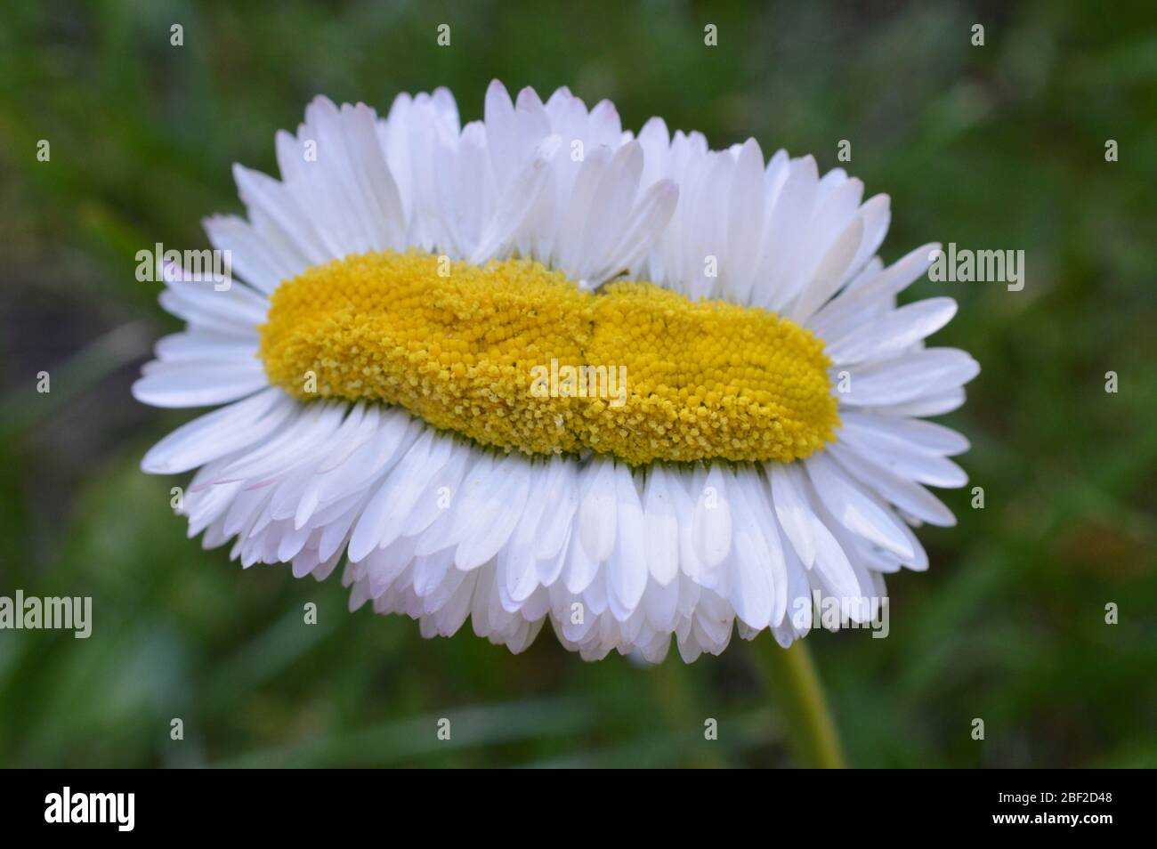 straordinaria quintupla daisy così ampia come normale Foto Stock