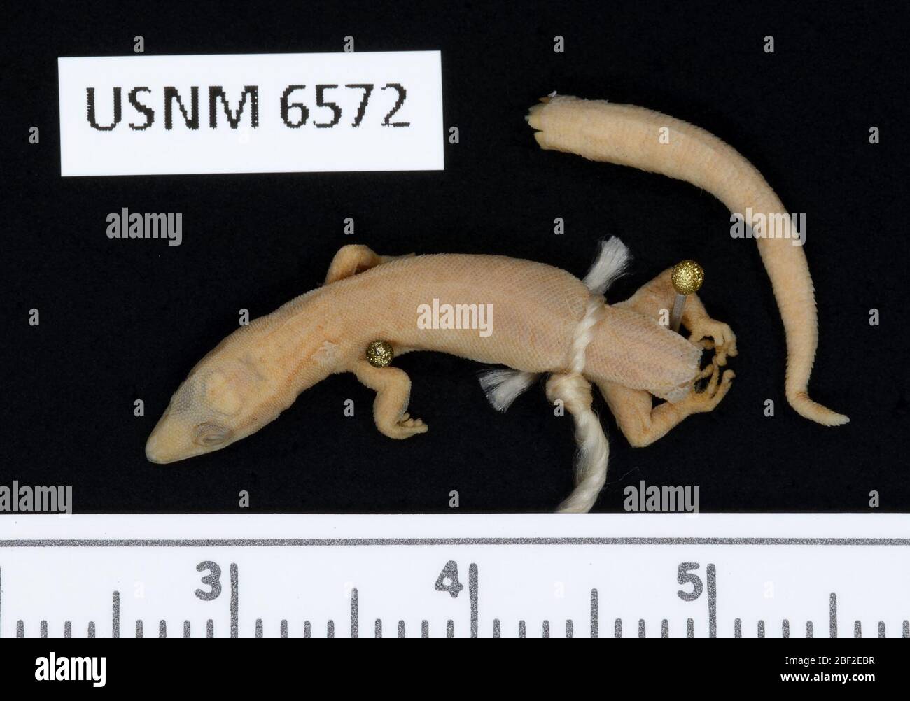 Sphaerodactylus glaucus. 29 settembre 20151 Foto Stock