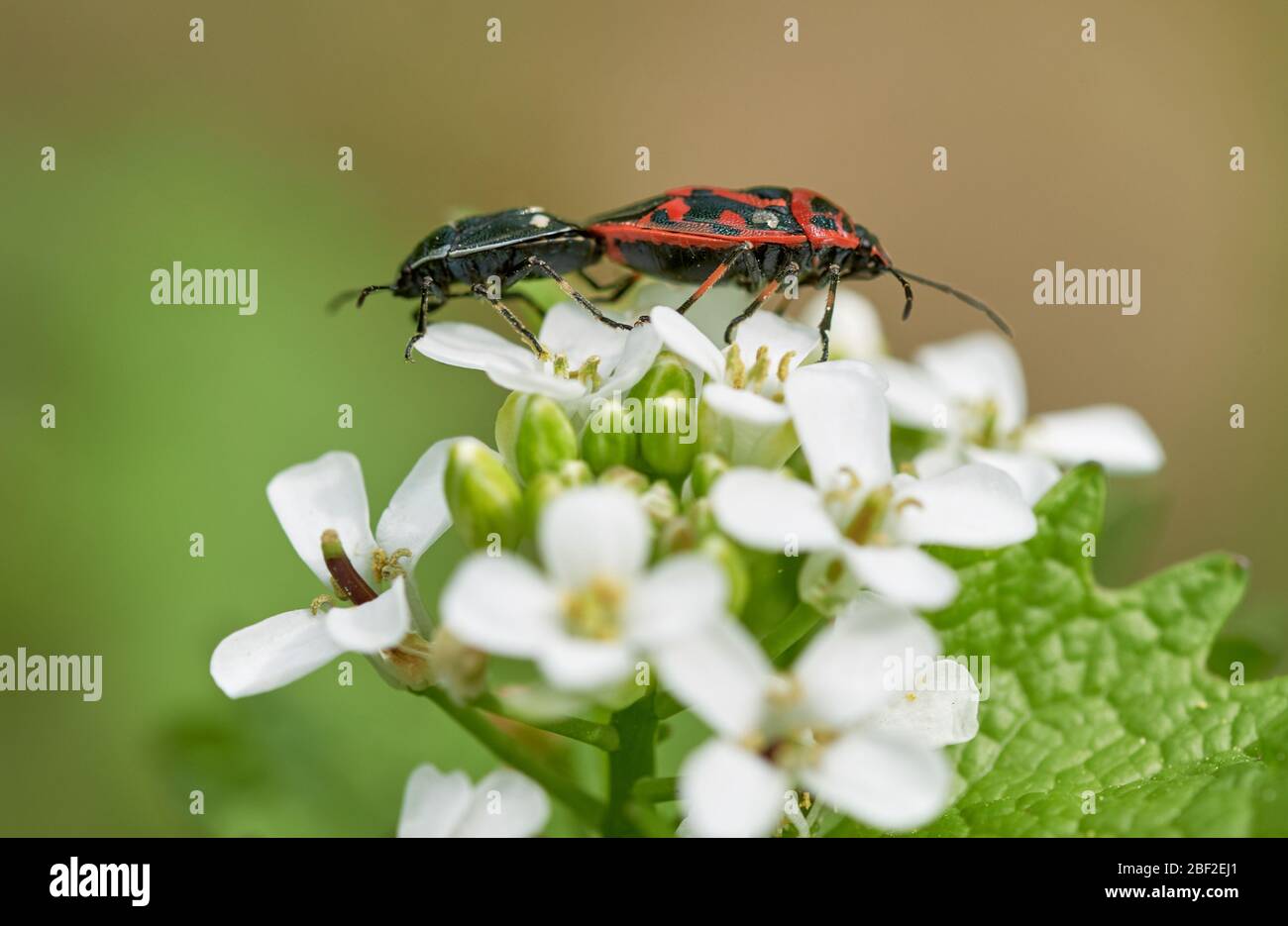 Due insetti di scudo rosso e nero ornato che si accoppiano su un fiore selvatico in natura (Eurydema ornata) Foto Stock