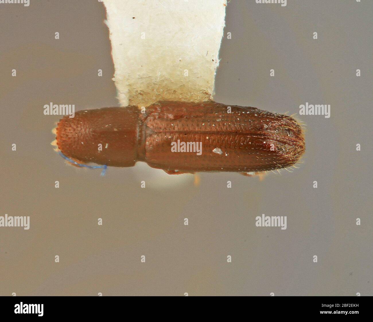 Gnathophthorus rallus. Ina20 luglio 20171 Foto Stock
