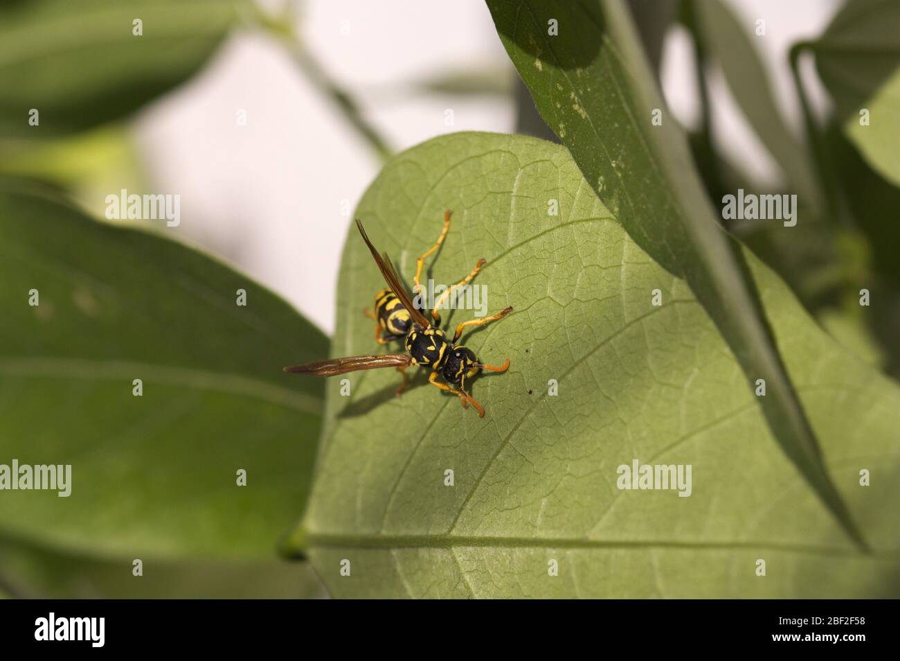 Macro fotografia di una vespa comune (Vespula sp) su una foglia di una pianta in una giornata di primavera soleggiata Foto Stock