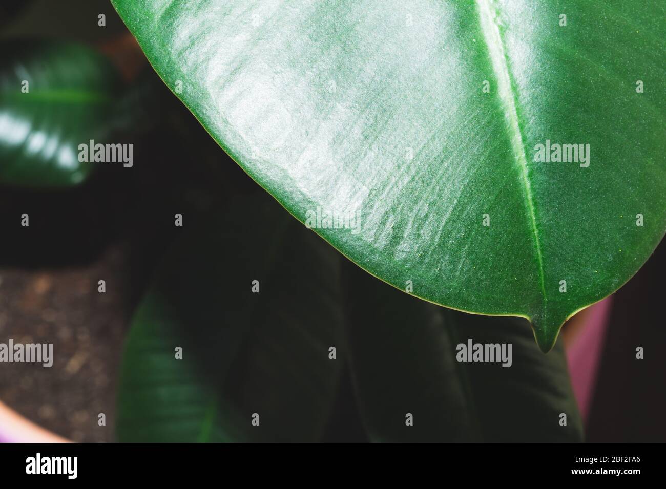 Foglia verde di pianta di casa primo piano. Natura sfondo con pianta di casa Foto Stock