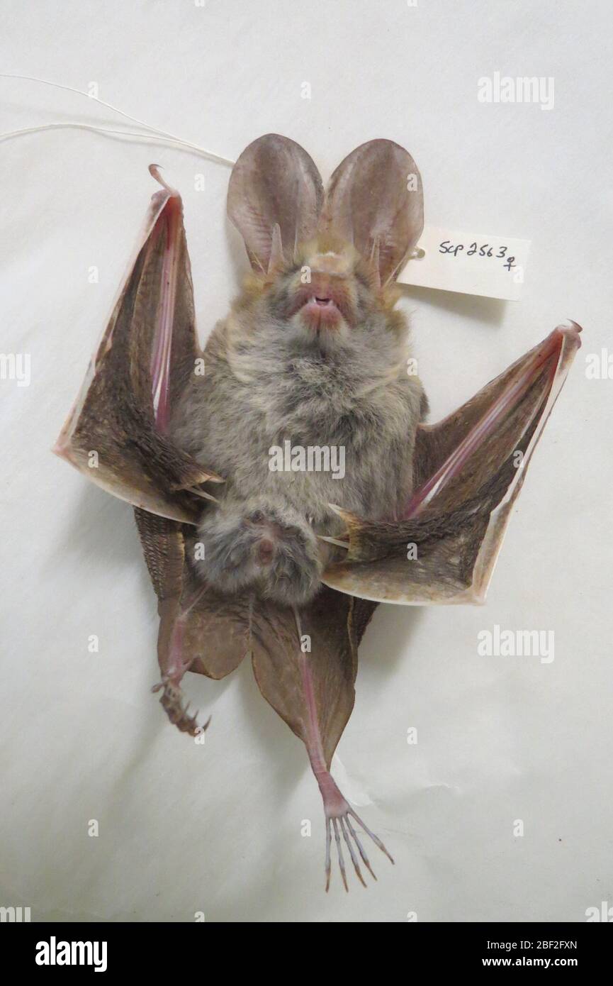 Cardioderma cor. I segni di spunta salvati e inviati a Walter Reed per l'analisi sono risultati negativi per Rickettsia utilizzando 17kD qPCR.27 giu 20181 Foto Stock