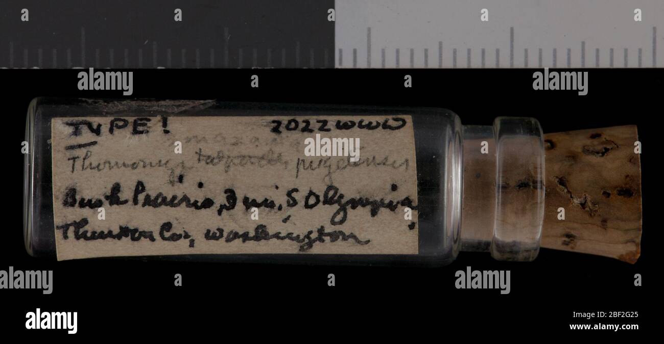 Thomomys mazama Pugetensis. 3 Giugno 20151 Foto Stock