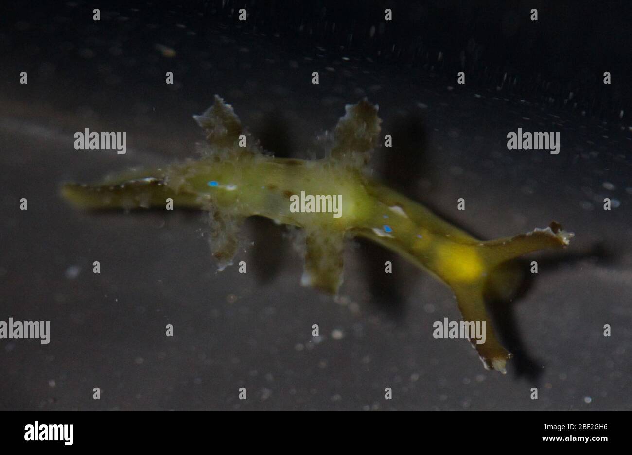Scyllaea fulva. Photo Identifier: 9113-9151; Photographer: Jessica Goodheart Permit No French Polinesia Sequences: N/A; Transcriptome: Sequenced; Genome: N/A found on floating Turbinaria/Sargassum mat9 Sep 20181 Foto Stock